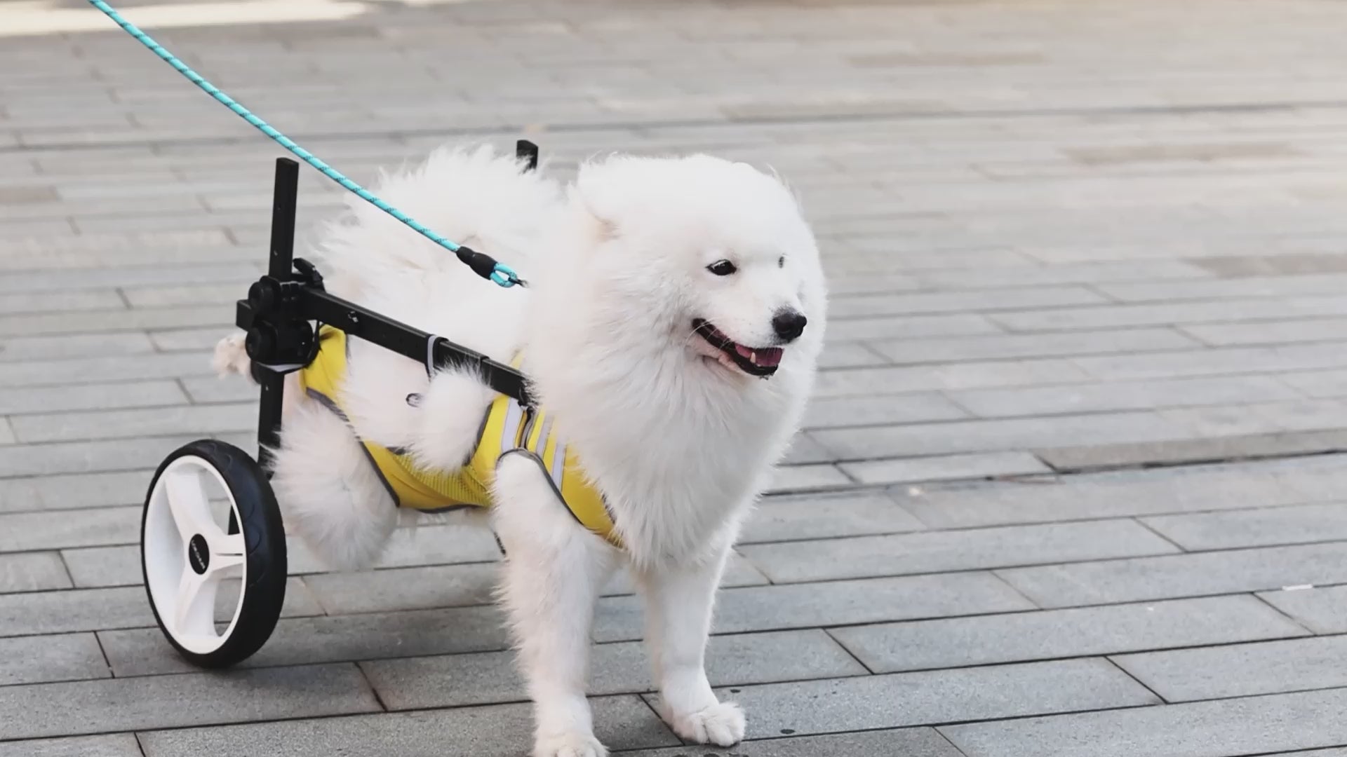 Dog Wheelchair for Back Legs Large, Newly Heavy Duty Wheelchair for Medium to Large Dogs, Adjustable Dog Carts with Wheels for Disabled Hind Leg, All-Terrain Wheels for Dogs Back Legs - XL