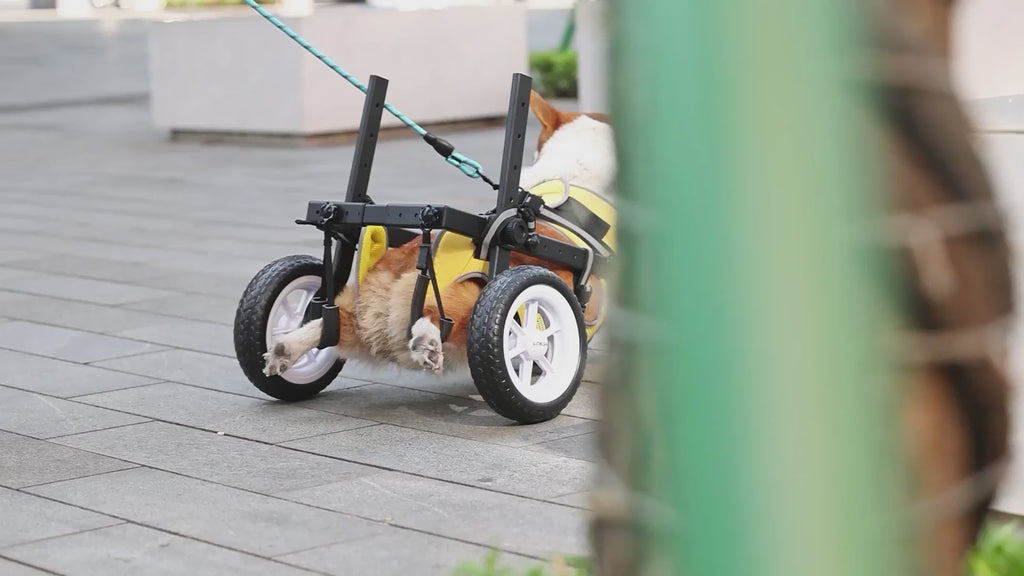 Dog Wheelchair for Back Legs, Newly Wheelchair for Small to Medium Dogs, Adjustable Dog Carts with Wheels for Disabled Hind Leg, All-Terrain Tires Wheels for Dogs Back Legs - L